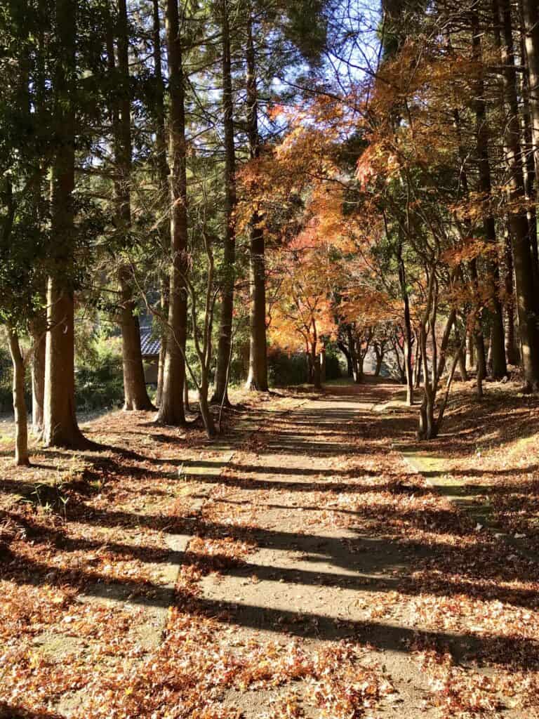 Koomorebi fall across a leaf-strewn path.