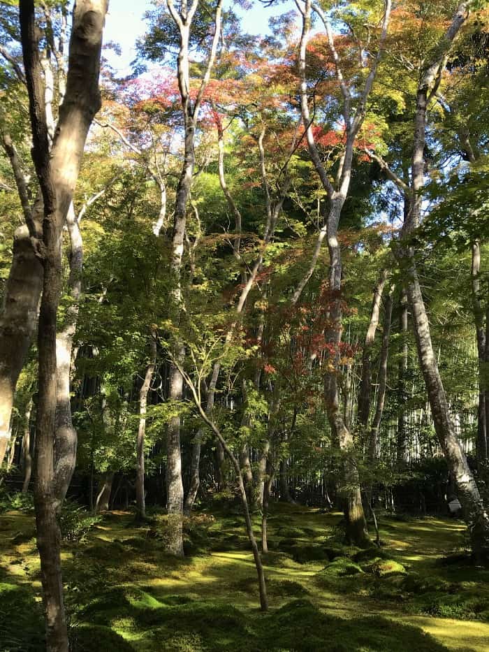 Komorebi falling on mossy temple ground.