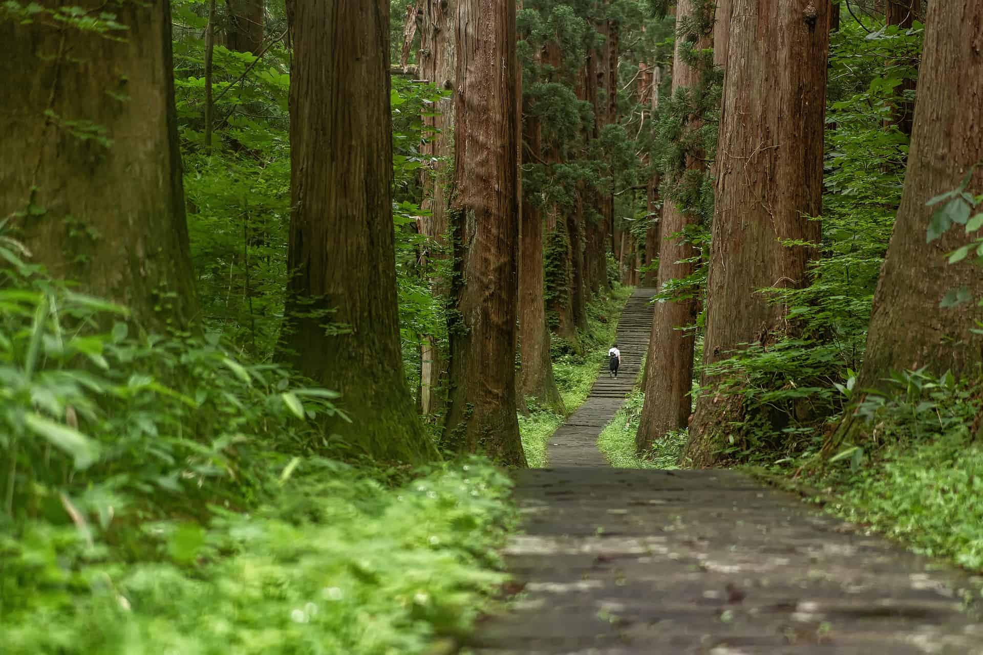 Cedar Forest. Shinrin Yoku. Forest Bathing.