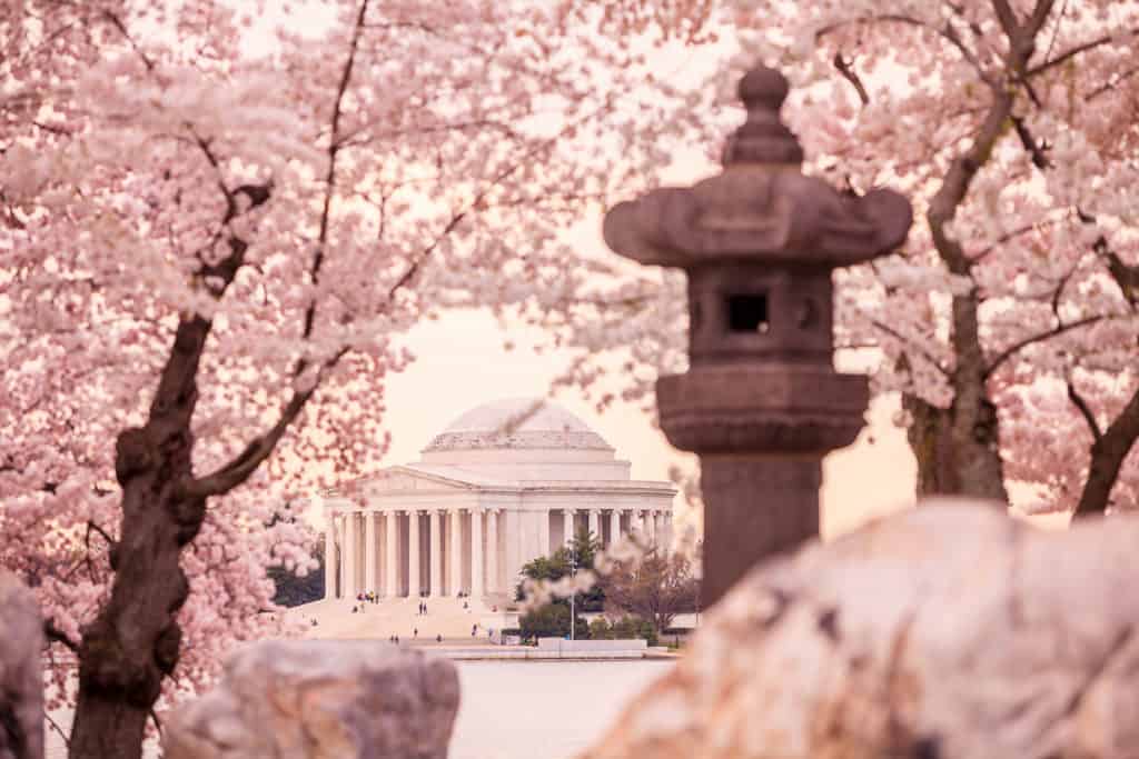 I live in Northern VA, and absolutely love the cherry blossoms
