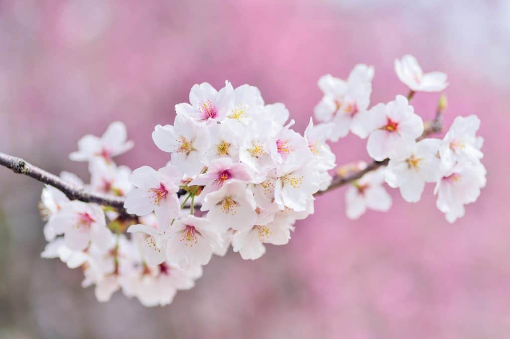 Sakura—The Ephemeral Beauty Of Japan's Cherry Blossoms