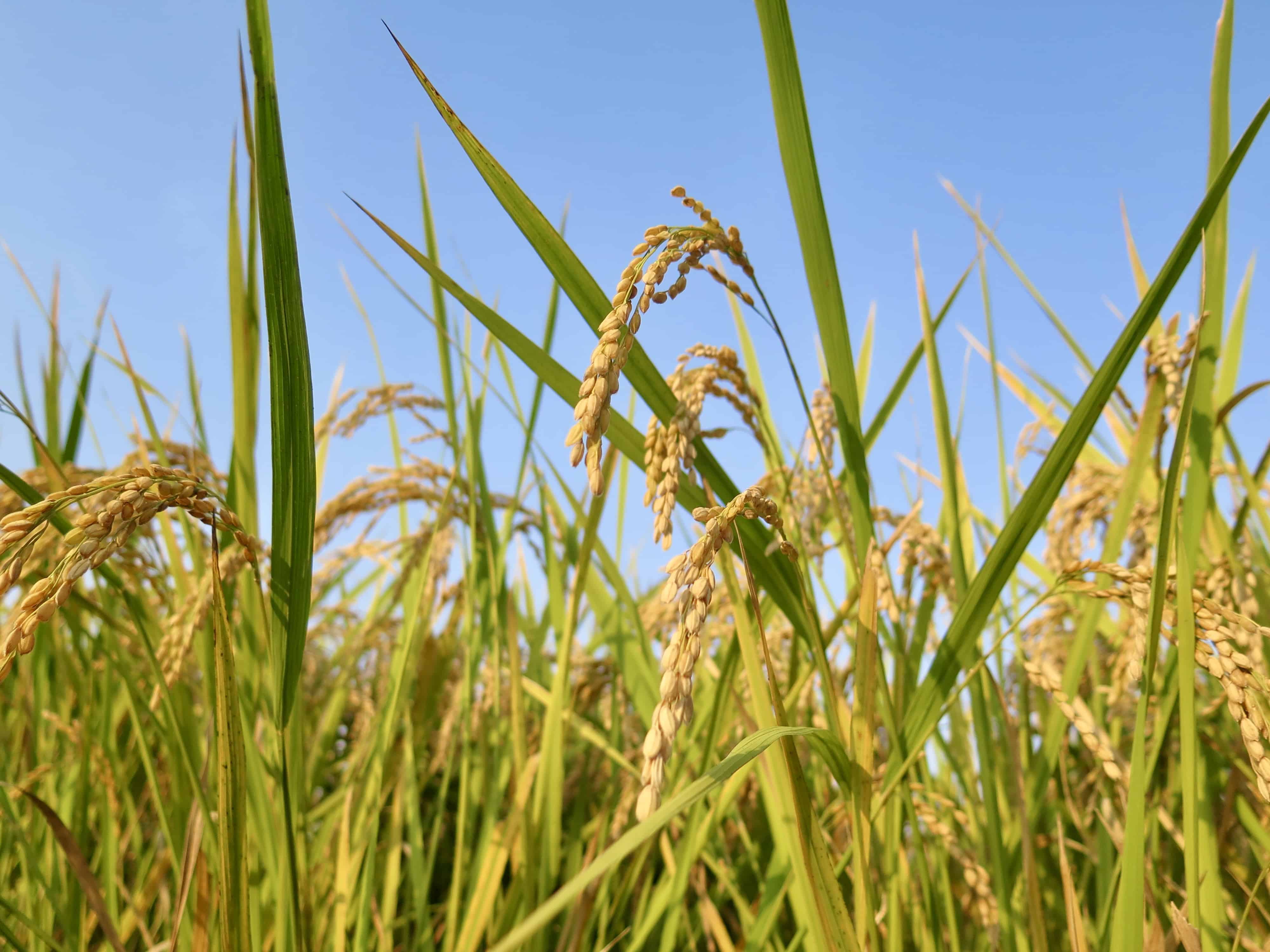 Rice was not easy to grow in southern Kyushu.