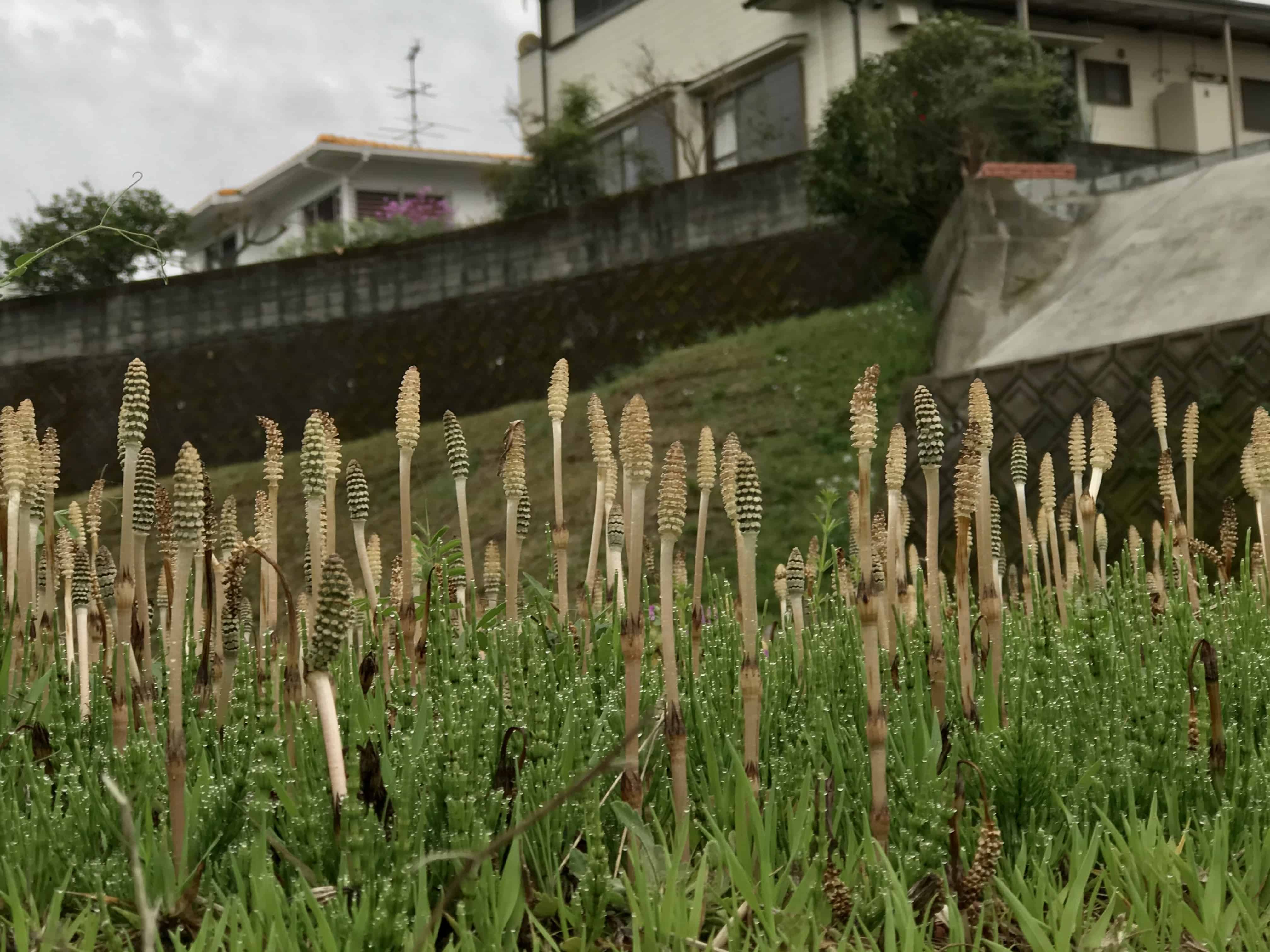 Horsetails in field with houses in the background.