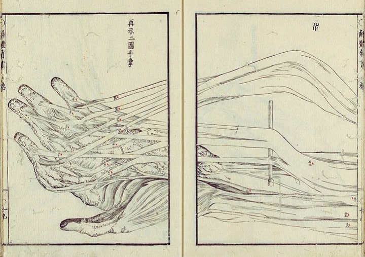 Sugita Genpaku and friends' translation of Tafel Anatomia. This is an illustration of a hand with tendons and muscles.