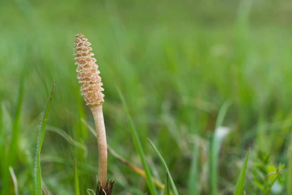 Horsetail among grass.