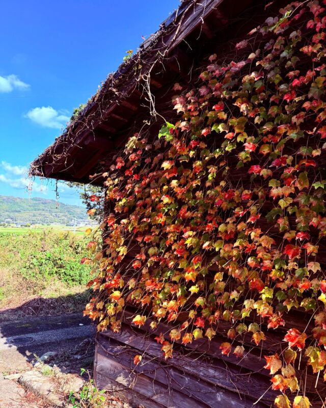 Rural Oita. 

#hiking #offthebeatenpath #japan