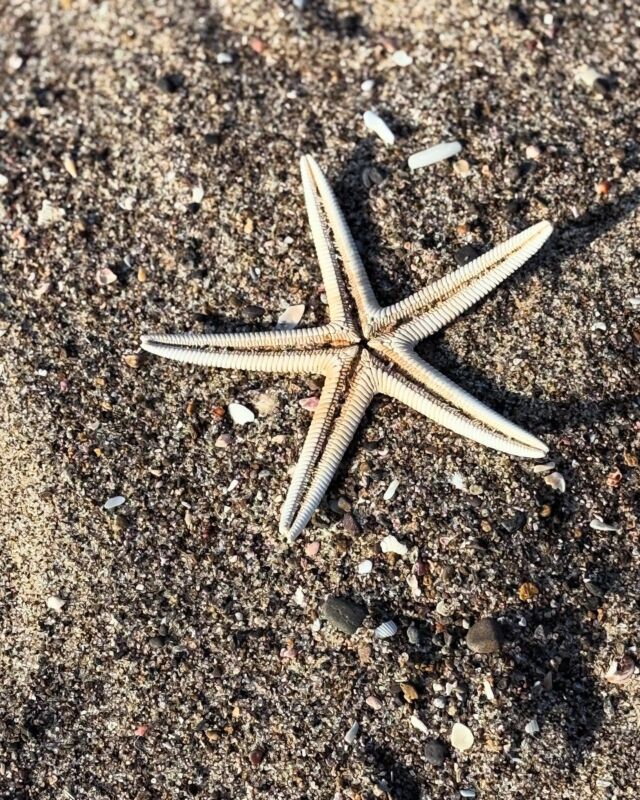 Walking on the deserted beach near my house. A starfish bigger than my hand. 

#starfish #beach #ruraljapan