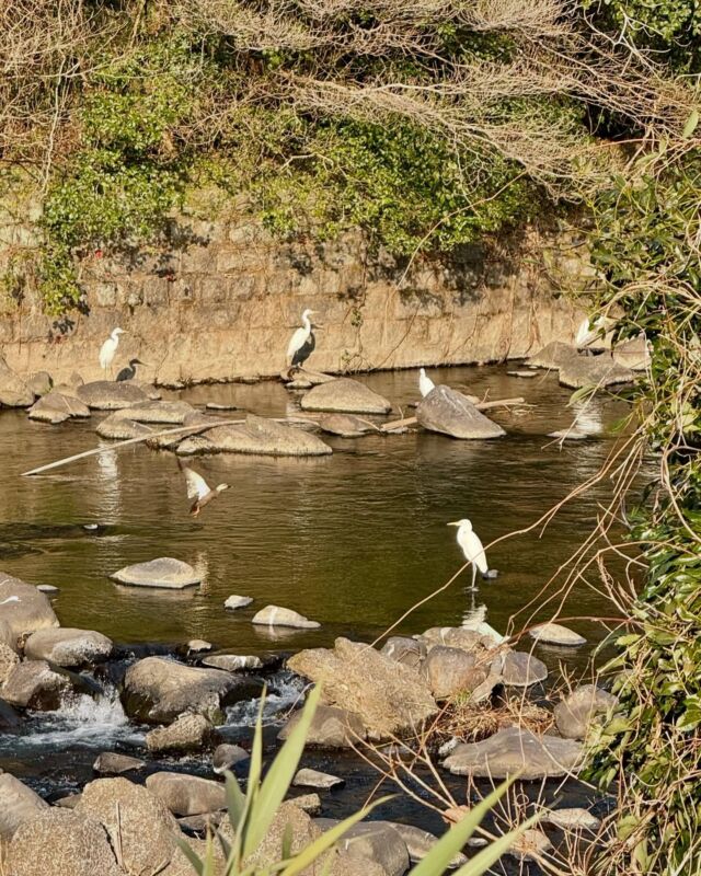 Sentinels in the river down the hill from my house. 

#kagoshima #ruraljapan #egret