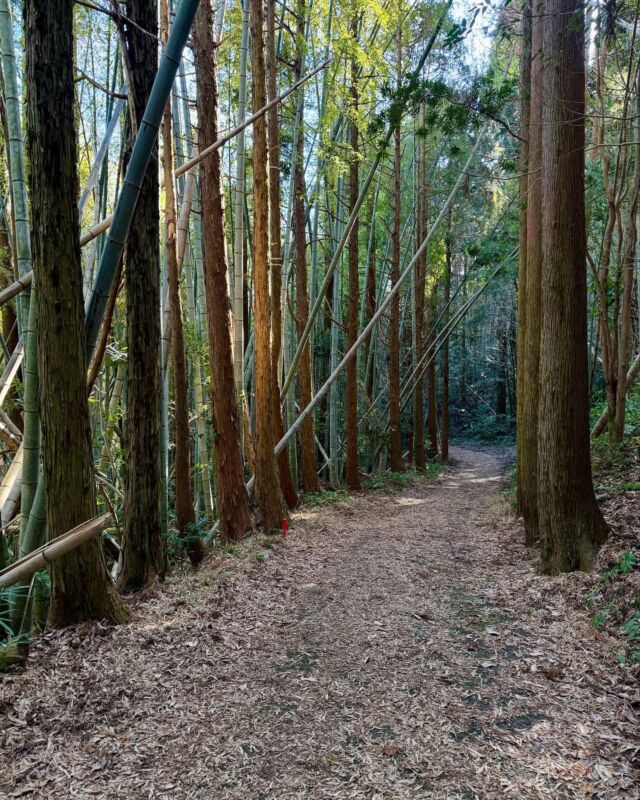 Photos from my walk today. Not the Arashiyama bamboo forest. This forest is wild and no longer tamed, typical of rural Japan. I wonder how long that sign has been there?

#ruraljapan #hiking #forest #bamboo #wild